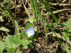 Veronica persica