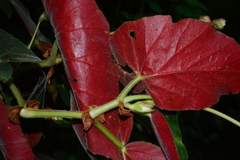 Begonia scharffii