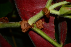 Begonia scharffii