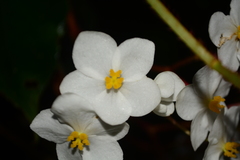 Begonia scharffii