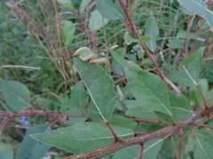 Pristiphora conjugata