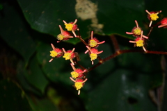 Begonia scharffii