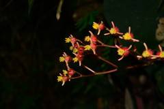 Begonia scharffii