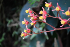 Begonia scharffii