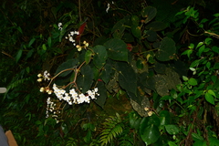Begonia scharffii