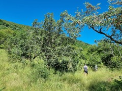 Pterocarpus rotundifolius
