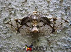 Omphisa anastomosalis
