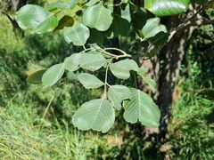 Pterocarpus rotundifolius