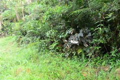 Begonia scharffii
