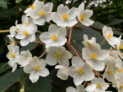 Begonia scharffii