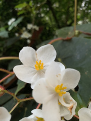 Begonia scharffii