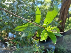 Combretum erythrophyllum