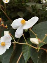 Begonia scharffii