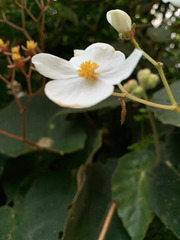 Begonia scharffii