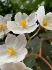 Begonia scharffii