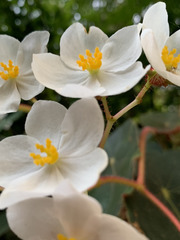 Begonia scharffii
