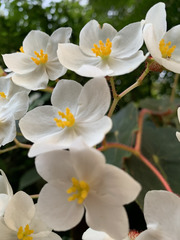 Begonia scharffii