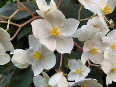 Begonia scharffii