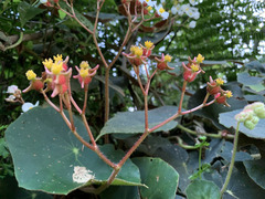 Begonia scharffii