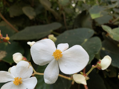 Begonia scharffii