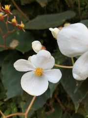 Begonia scharffii