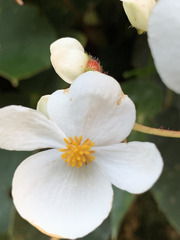 Begonia scharffii