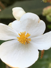 Begonia scharffii