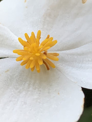 Begonia scharffii