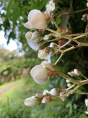Begonia scharffii