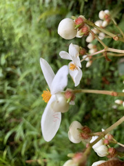 Begonia scharffii