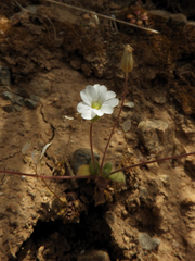 Cerastium scaposum