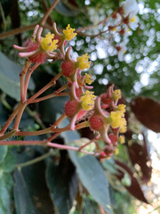 Begonia scharffii