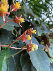 Begonia scharffii
