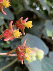 Begonia scharffii