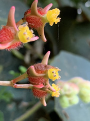 Begonia scharffii