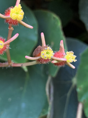 Begonia scharffii