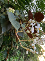 Begonia scharffii