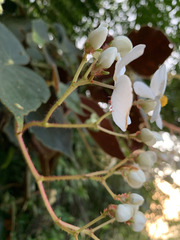 Begonia scharffii