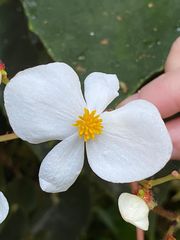 Begonia scharffii