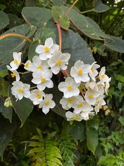 Begonia scharffii