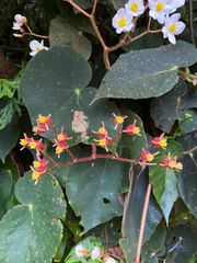 Begonia scharffii