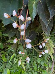 Begonia scharffii