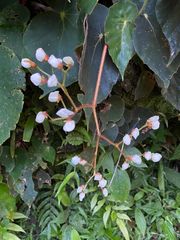 Begonia scharffii