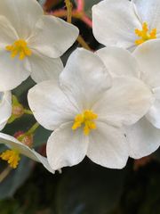 Begonia scharffii