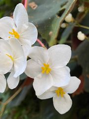 Begonia scharffii