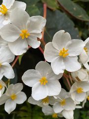 Begonia scharffii