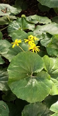 Farfugium japonicum