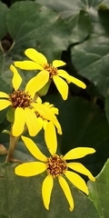 Farfugium japonicum