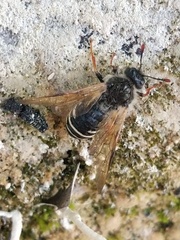 Pseudoclavellaria amerinae