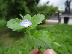 Veronica persica